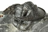 Detailed Scotoharpes Trilobite - Boudib, Morocco #344465-4